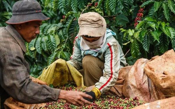 Giá cà phê xuất khẩu liên tục phá vỡ các kỷ lục, tình hình nguồn cung trong nước có ổn định?