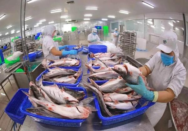 Đa quốc gia IDI muốn trở thành doanh nghiệp xuất khẩu cá tra lớn thứ 2 Việt Nam