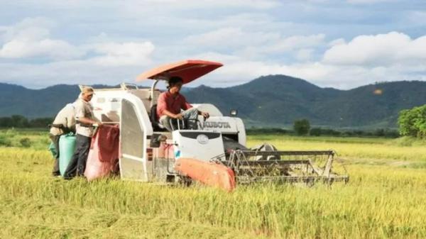 Biến động nguồn cung và nhu cầu gạo trên toàn cầu
