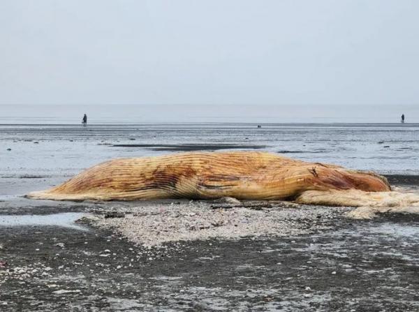 Nghệ An: phát hiện xác cá voi nặng trên 3 tấn dạt vào bờ biển