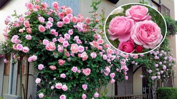 Trồng hoa hồng nhớ dùng tuyệt chiêu này để hoa nở nhiều, bông to đẹp