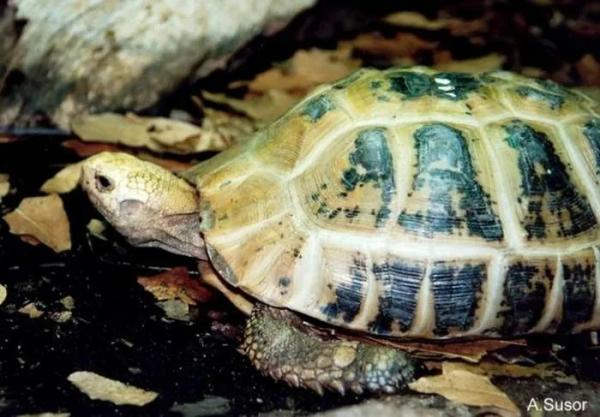 Rùa núi vàng cực hiếm xuất hiện ở Huế: Loài trong Sách Đỏ thế giới