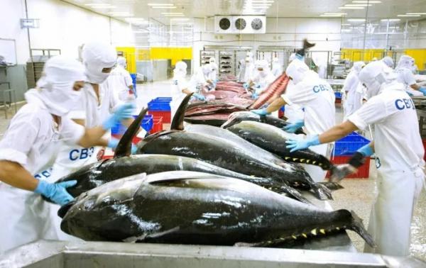 Xuất khẩu cá ngừ, thị trường tiềm năng nhưng không đủ nguồn cung